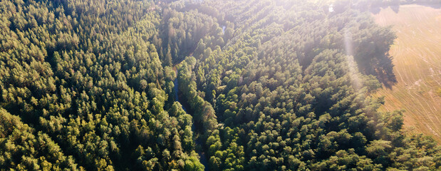 Pine forest from a height. Aerial drone view over a lush green pine forest. Nature concept.