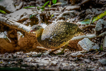 green-legged partridge or scaly-breasted Partridge