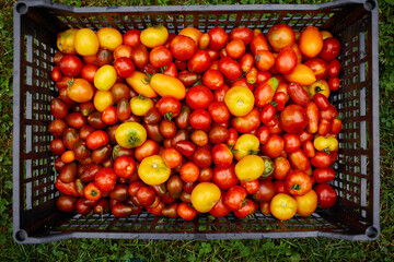 Different kinds of homegrown tomatoes, Assortment of tomatoes, local farmers market