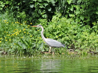 blue heron