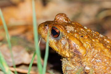 Bufo bufo, macro detail of the common toad in the foreground.