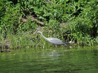 great blue heron ardea cinerea