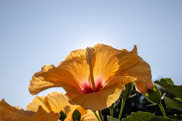 a flower against the sky in the sunlight