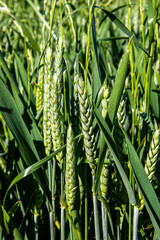 Fototapeta premium Croissance du blé dans un champ au printemps