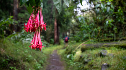 femme qui marche dans la foret avec fleur au premier plan, à la Réunion.