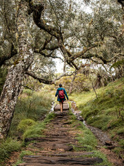 femme qui marche dans la foret avec de jolis arbres au premier plan, à la Réunion.