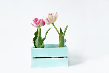 wooden box with delicate flowers tulips on a white background.