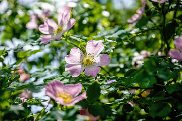 Delicate wild dog-rose flower	