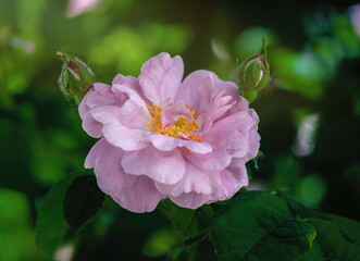 English tea rose in the garden