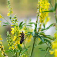 bee on yellow wildflowers collects nectar and pollen