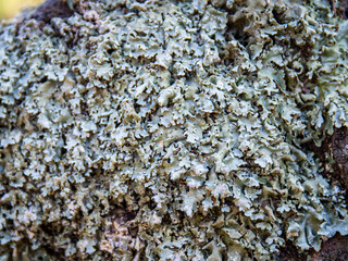 texture mousse sur un arbre