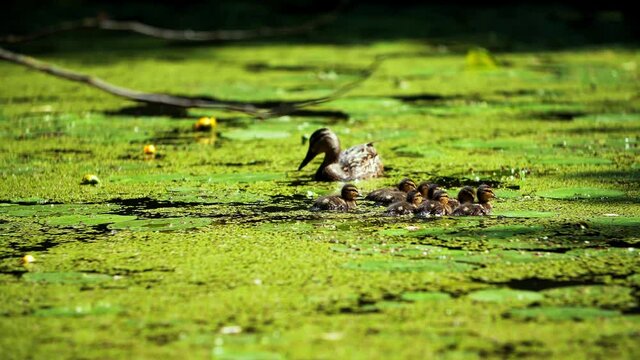 Family of wild ducks, mother duck with babies feeds on duckweed in the pond. Wild water birds.
