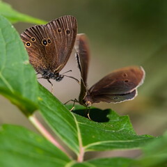 butterfly on a background of green grass in the summer day sunlight