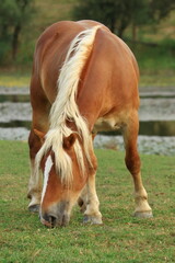 Naklejka na ściany i meble Brown horse with white mane in pasture