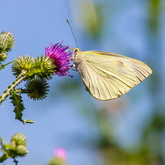 butterfly on a background of green grass in the summer day sunlight