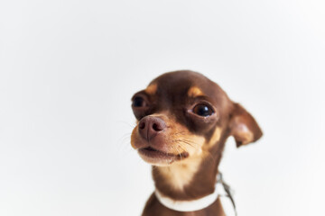 a small dog chihuahua posing light background
