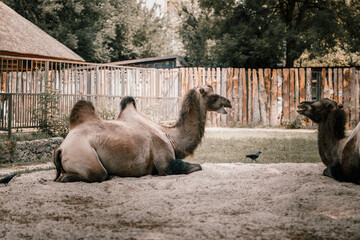 Two camels lying looking at each other in a zoo