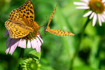 Two Silver-washed fritillary (Argynnis paphia) butterflies sitting on purple flower blossom with copy space. Eyes of butterfly is in camera focus. Selective focus and image with shallow depth of field