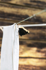Mourning cloak (Nymphalis antiopa) butterfly with closed black wings sitting on white towel in old and weathered brown wooden wall background with copy space