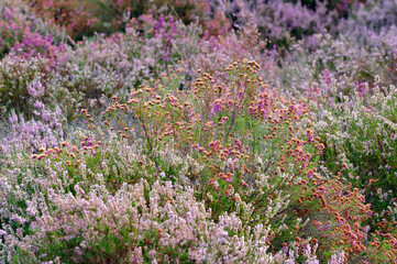 heather flowers in the Coquibus moorland. Fontainebleau forest