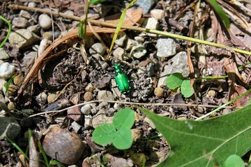 Bright green bug crawling in the meadow.
