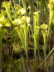 Fototapeta premium Beautiful blooming Purple Trumpet-Lea, Sarracenia flava