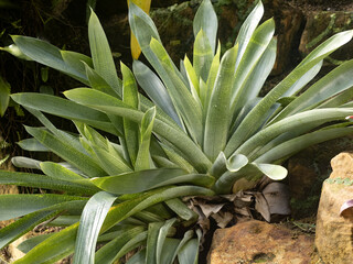 Obraz premium Beautiful traction of large bromelia between stones