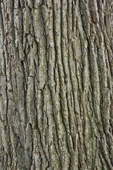 Obraz premium bark of a tree