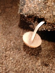 Mushroom