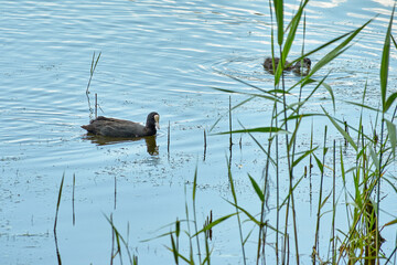 Fulica atra swims on the lake
