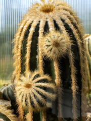 High cactuses have sharp thorns on their slats
