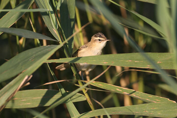 The sedge warbler (Acrocephalus schoenobaenus) is photographed close-up in a reed bed in soft morning light. Bird identification is possible.
