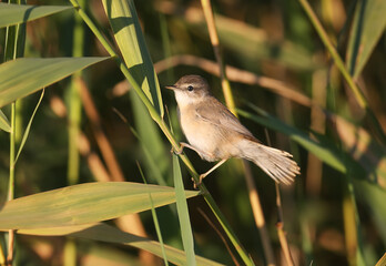 Close-up of an adult The paddyfield warbler (Acrocephalus agricola) sits on a reed in soft morning light.
