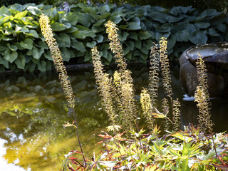 High inflorescence plants growing in water