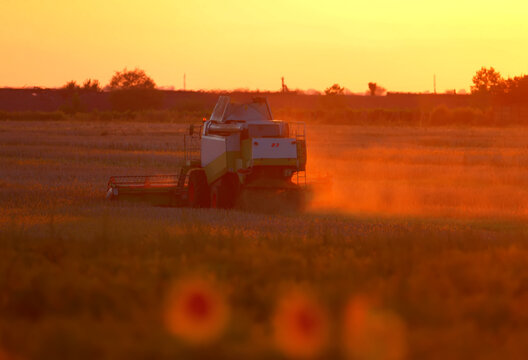 The harvester harvests sunflowers in the rays of the setting sun. Red tones of the photo add drama and mysticism