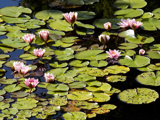 Lilette leaves are spread in water
