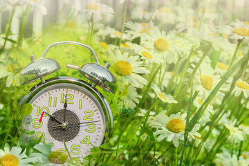 A large alarm clock lies in green grass with camomiles. Daylight saving time concept. Double exposure