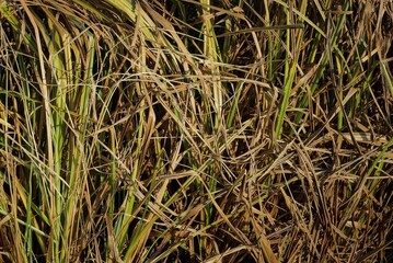 natural plant texture of long gray green grass on the lawn