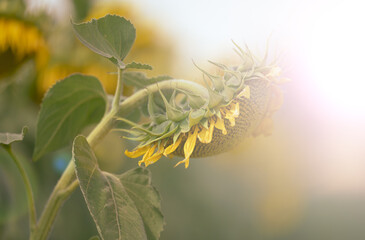 Field of blossoming sunflowers on a summer day against the blue sky