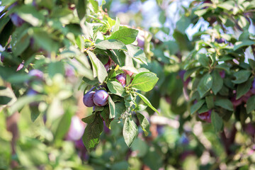 The fruits of the plum tree hang on a branch. Growing plums at their summer cottage. Own orchard.