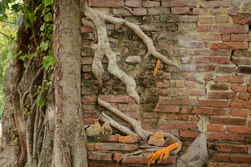 Climbing plant growing on the antique brick wall of an abandoned house. Retro style background