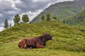 Kuh, Rind, Hausrind, Kuhglocke, Glocke, Bos, Bulle, Stier, Milchkuh, Alm, Schweif, Schwanz, Kopf,...