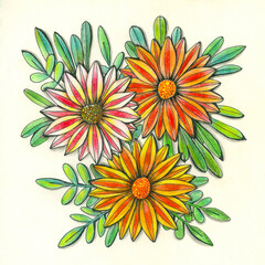 Three bright gatsania flowers surrounded by green leaves isolated on a light yellow background. Pencil drawing. Print for fabric.