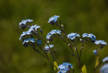 Blue forget me not flowers over green