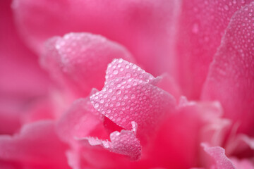 Purple pink peony flower petal with raindrops