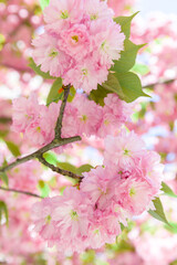 Pale pink flowers blossoming on a sakura tree