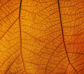 Close up texture of orange leaf with veins