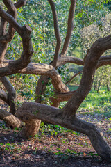 Tree in the Park 
