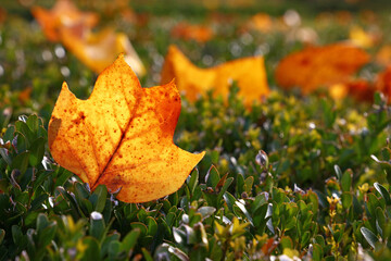 Orange autumn tulip tree leaf on the ground