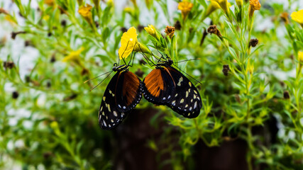 butterfly on the grass